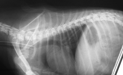 Спондилез у собак: причины, лечение и профилактика | VETSTEM